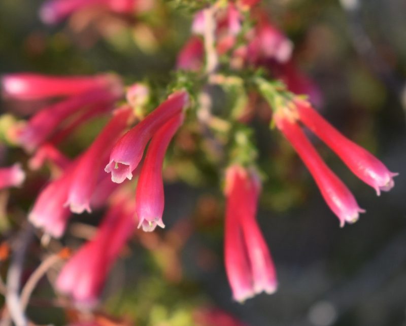Erica discolor, photographed by Justin Ponder