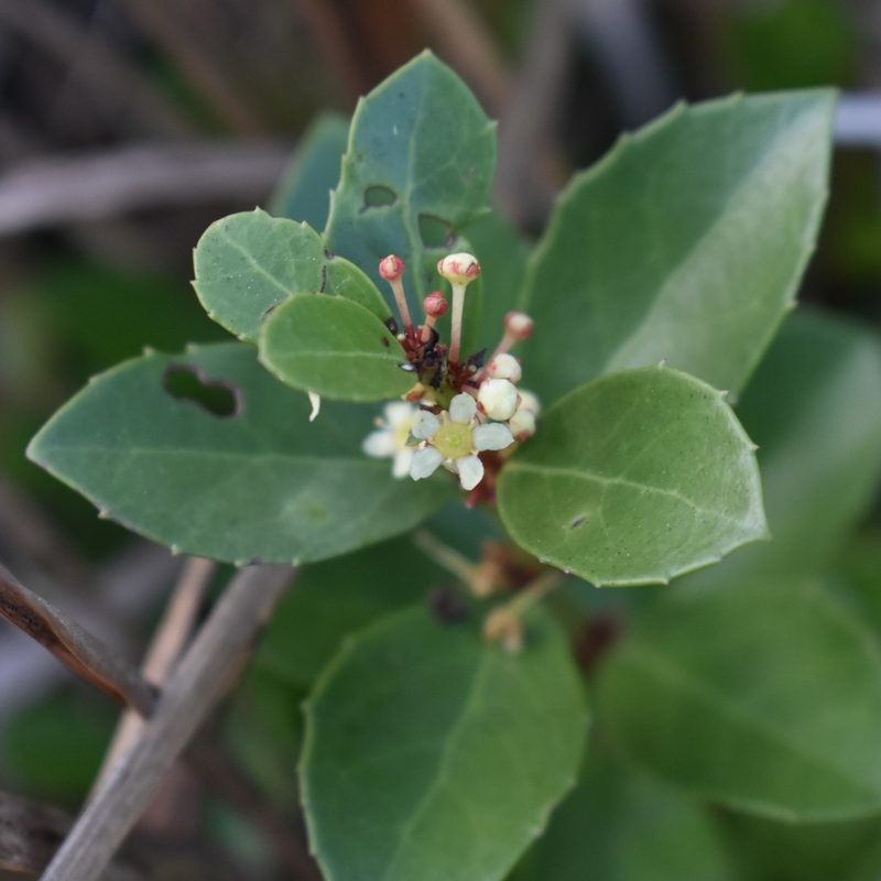 Maytenus procumbens, photographed by Justin Ponder