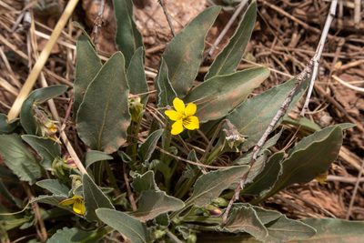 Viola nuttallii, photographed by Bob Walker