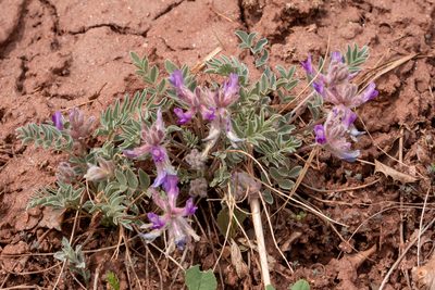 Astragalus shortianus, photographed by Bob Walker