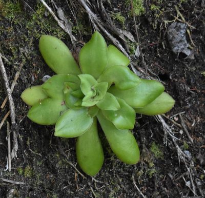 Crassula orbicularis, photographed by Justin Ponder