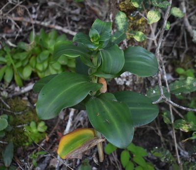 Bonatea speciosa, photographed by Justin Ponder