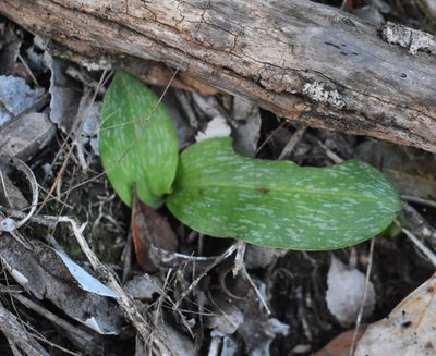 Habenaria arenaria, photographed by Justin Ponder
