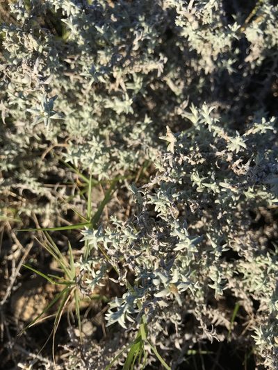 Lucilia acutifolia, photographed by Nico Fernandez-Sauleda