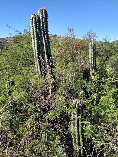 Trichocereus tacaquirensis, photographed by Naturalist Tours