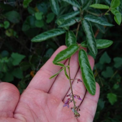 Desmodium incanum, photographed by Nick Schaller