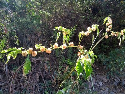 Nicandra physalodes, photographed by Naturalist Tours