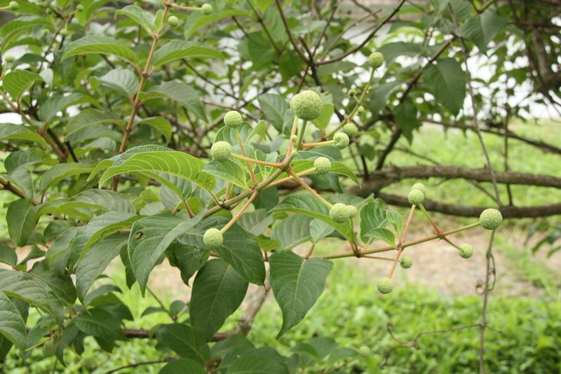 Cephalanthus tetrandrus, photographed by 望之