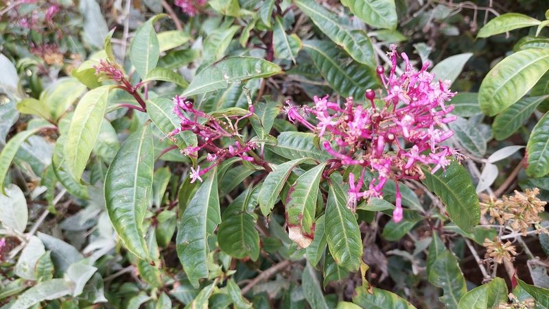 Fuchsia paniculata, photographed by Juan Carlos Caicedo Hernández