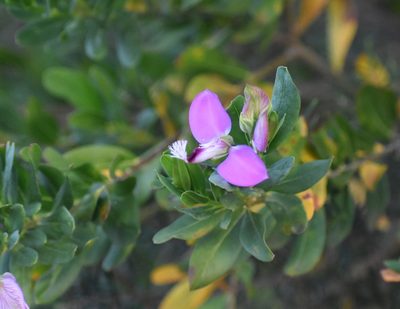 Polygala myrtifolia, photographed by Justin Ponder
