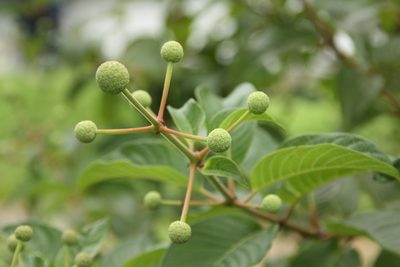 Cephalanthus tetrandrus, photographed by 望之
