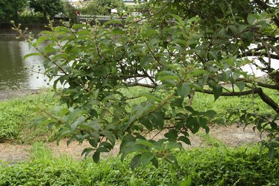 Cephalanthus tetrandrus, photographed by 望之