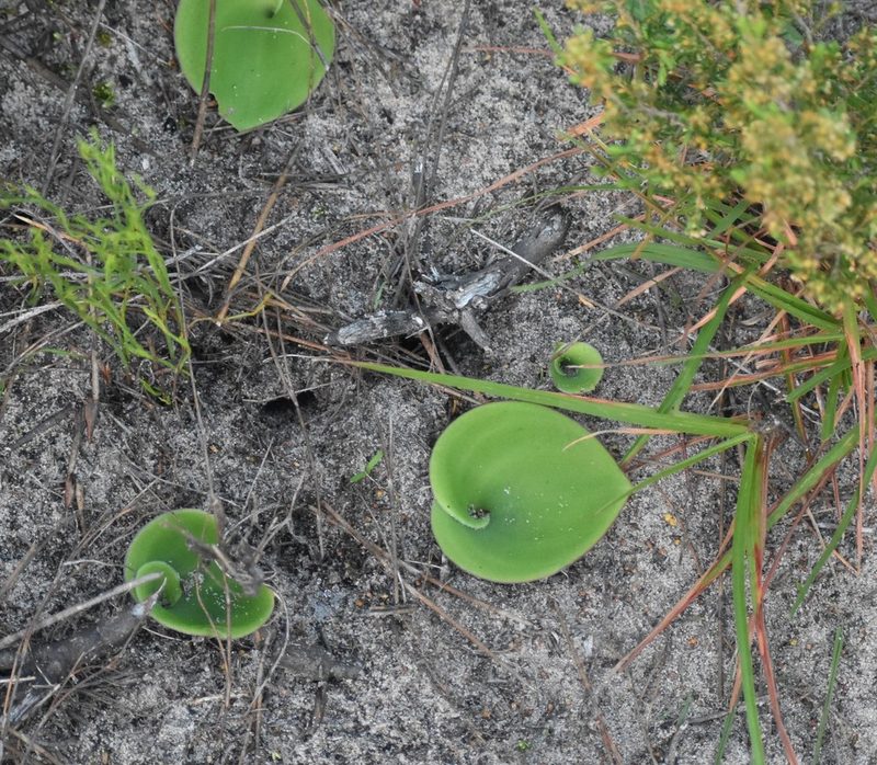 Satyrium acuminatum, photographed by Justin Ponder