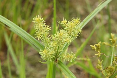 Cyperus odoratus, photographed by 望之