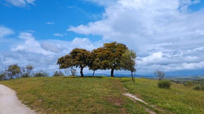 Quercus rotundifolia, photographed by ARBA Tres Cantos