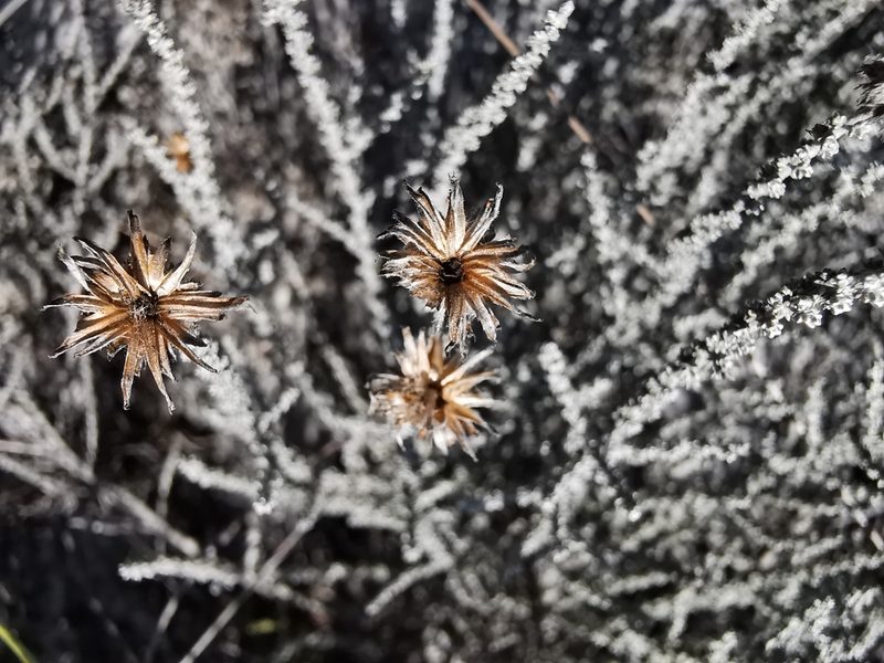 Lachnospermum fasciculatum, photographed by Cait Smith