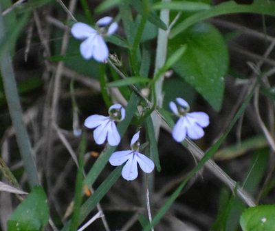 Lobelia anceps, photographed by Justin Ponder