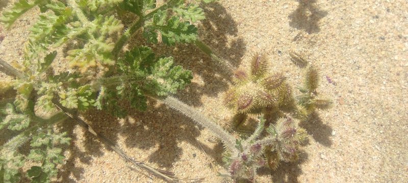 Daucus minusculus, photographed by Santiago Martín-Bravo