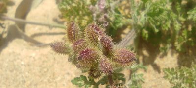 Daucus minusculus, photographed by Santiago Martín-Bravo