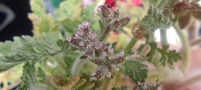 Daucus minusculus, photographed by Santiago Martín-Bravo