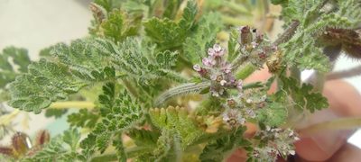 Daucus minusculus, photographed by Santiago Martín-Bravo