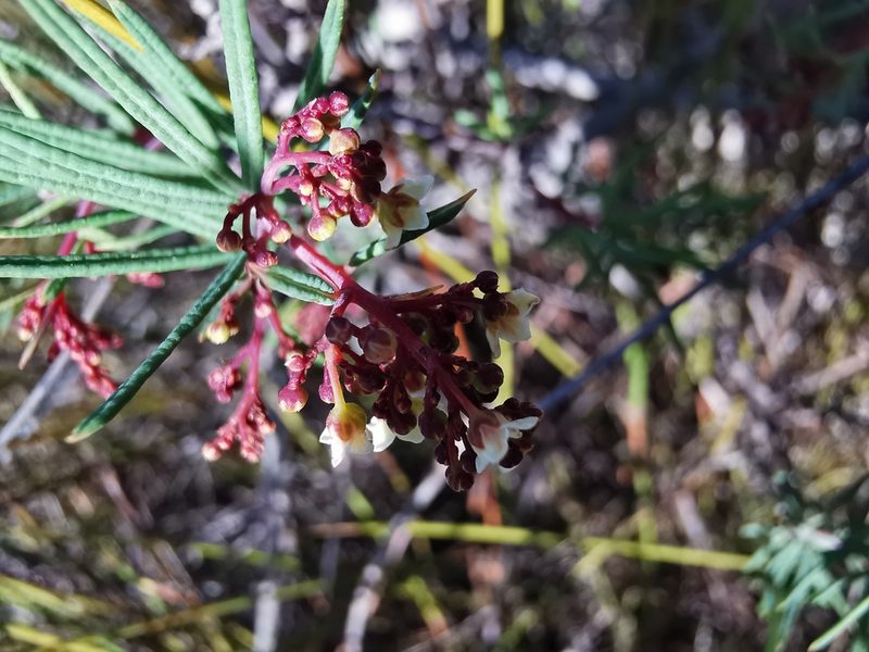 Searsia rosmarinifolia, photographed by Cait Smith