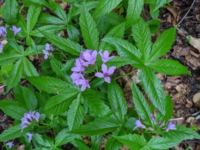 Cardamine pentaphyllos, photographed by Tobias Schönberg