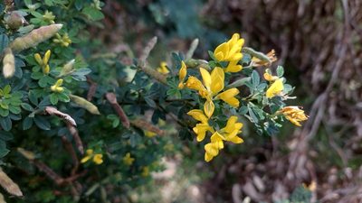Genista monspessulana, photographed by Juan Carlos Caicedo Hernández
