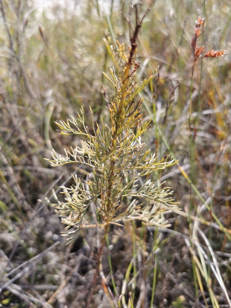 Senecio foeniculoides, photographed by Cait Smith