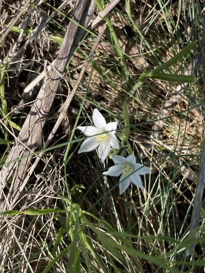 Ornithogalum orthophyllum, photographed by Stanislav Murashkin