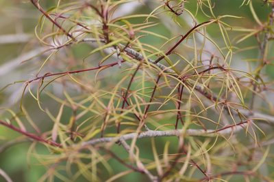 Quercus phellos, photographed by Kathy Richardson
