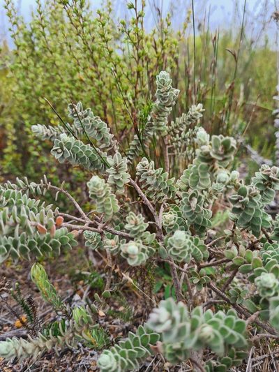 Clutia tomentosa, photographed by Rebecca Dames
