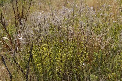 Salvia chamelaeagnea, photographed by Tony Rebelo