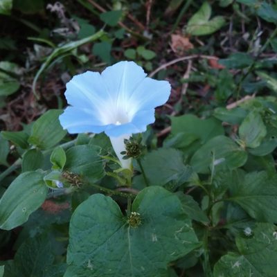 Ipomoea nil, photographed by Rosemary Harrison