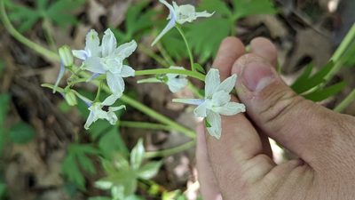 Delphinium tricorne, photographed by John Abrams