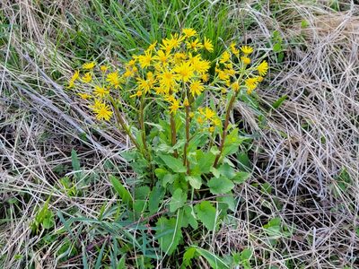 Tephroseris crispa, photographed by Elias