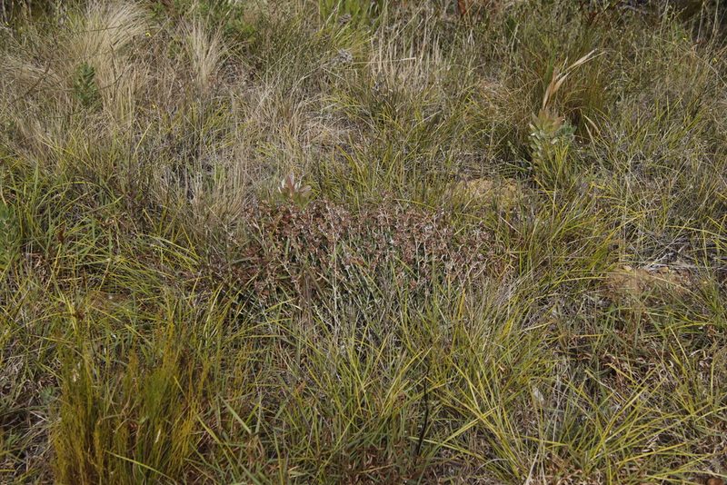 Erepsia bracteata, photographed by Tony Rebelo