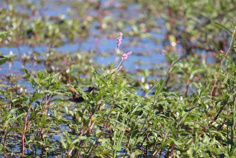 Persicaria limbata, photographed by Noeleen du Toit