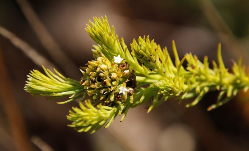Thesium scabrum, photographed by Tony Rebelo
