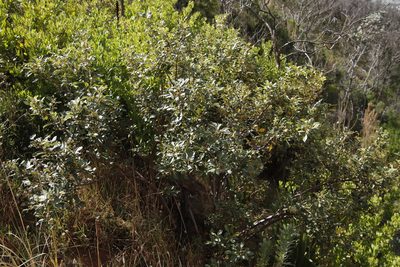 Searsia tomentosa, photographed by Tony Rebelo