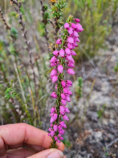 Erica globulifera, photographed by Rebecca Dames