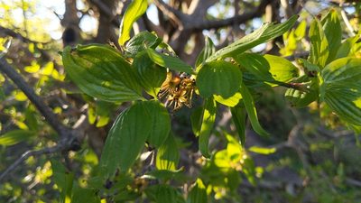 Cornus mas, photographed by Philipp