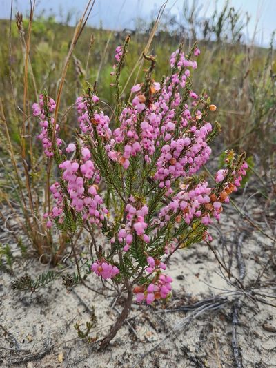 Erica globulifera, photographed by Rebecca Dames