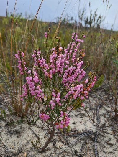 Erica globulifera, photographed by Rebecca Dames