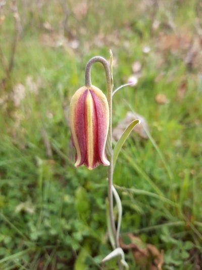 Fritillaria lusitanica, photographed by Rafael Medina
