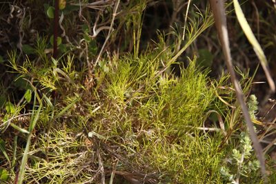 Ficinia ramosissima, photographed by Tony Rebelo