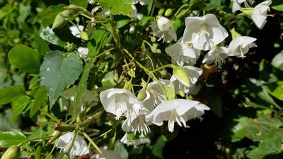 Dombeya tiliacea, photographed by Margaret Burger