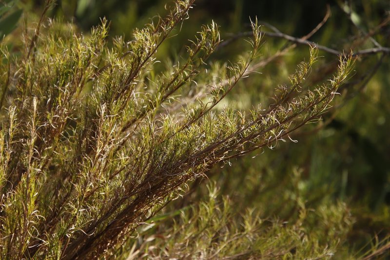 Ficinia ramosissima, photographed by Tony Rebelo