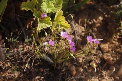 Oxalis bifida, photographed by Tony Rebelo