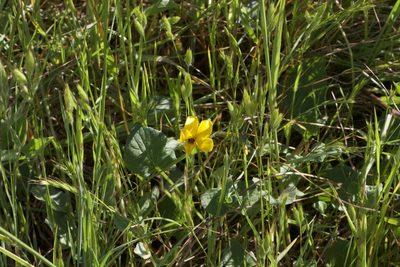 Viola pedunculata, photographed by Arvel Hernandez